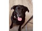 Adopt Bailey Rose a Black Labrador Retriever / Mixed dog in Orlando