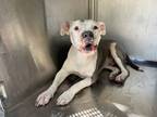 Adopt Ziro a White American Pit Bull Terrier / Mixed dog in Fort Worth