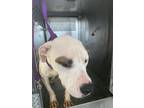 Adopt Chico a White American Pit Bull Terrier / Mixed dog in Fort Worth