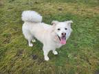 Adopt Scruffy a White Husky / Great Pyrenees / Mixed dog in Puyallup