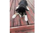 Adopt Scallop a Black - with Tan, Yellow or Fawn Shiba Inu / Mixed dog in New