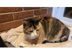 Adopt Amanda a Calico or Dilute Calico Calico / Mixed (short coat) cat in