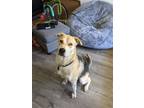 Adopt Milo a Tricolor (Tan/Brown & Black & White) Husky / Mixed dog in Long
