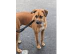 Adopt Rocky a Brown/Chocolate - with White Black Mouth Cur / Mixed dog in Ocala