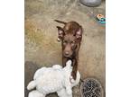 Adopt Pinecone a Brown/Chocolate - with White Labrador Retriever / Mixed dog in
