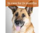 Adopt Feta a German Shepherd Dog / Mixed dog in Dublin, CA (40938388)