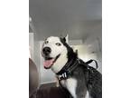Adopt Jack a Black - with White Husky / Shepherd (Unknown Type) / Mixed dog in