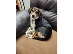 Adopt Pepper a Tricolor (Tan/Brown & Black & White) Coonhound / Mutt / Mixed dog