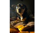 Adopt Loki a Black - with Tan, Yellow or Fawn Beagle / Rottweiler / Mixed dog in