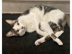 Adopt Morty a Gray, Blue or Silver Tabby Domestic Shorthair / Mixed (short coat)