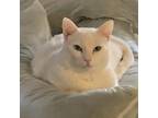 Adopt Benjamin a White American Shorthair / Mixed (short coat) cat in