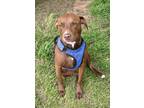 Adopt Freddy a Brown/Chocolate - with White Labrador Retriever / Mixed dog in