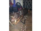 Adopt Puddin a Brown/Chocolate - with Tan Doberman Pinscher / Mixed dog in
