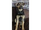 Adopt Skipper/Sloan a Brown/Chocolate - with Black German Shepherd Dog / Mixed