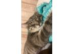 Adopt Thumper a Gray, Blue or Silver Tabby Domestic Shorthair / Mixed (short