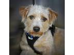 Adopt Baxter a Fox Terrier (Smooth) / Mixed dog in Vallejo, CA (41330601)