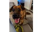 Adopt Thor a Brindle Australian Shepherd / Mixed dog in Scottsdale