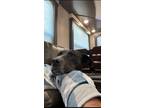Adopt Delta a Black - with White Boxer / Mixed dog in Trenton, TX (41340067)