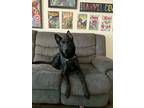 Adopt Vader a Black German Shepherd Dog / Labrador Retriever / Mixed dog in