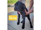 Adopt Daisy a Black Labrador Retriever / Mixed dog in Perry, GA (41339844)