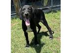 Adopt Conley a Black Labrador Retriever / Mixed dog in Perry, GA (41339843)
