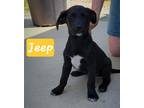 Adopt Jeep a Black Labrador Retriever / Mixed dog in Perry, GA (41339838)