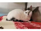 Adopt Simile a White Domestic Shorthair / Domestic Shorthair / Mixed cat in