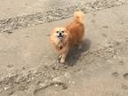 Adopt Maya a Red/Golden/Orange/Chestnut Pomeranian / Dachshund / Mixed dog in