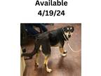 Adopt Dog Kennel #31 a Labrador Retriever / Mixed Breed (Medium) / Mixed dog in