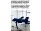 Adopt 2 Cats Whiskers and Oreo a Black & White or Tuxedo Domestic Mediumhair /