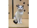 Adopt Tallulah a Gray or Blue Domestic Shorthair / Mixed Breed (Medium) / Mixed