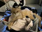 Adopt Timmie a Orange or Red Tabby Domestic Longhair (long coat) cat in