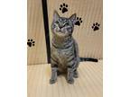 Adopt Betelgeuse a Brown or Chocolate Domestic Shorthair / Domestic Shorthair /