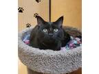Adopt Sweeney a All Black Domestic Shorthair / Domestic Shorthair / Mixed cat in