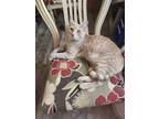 Adopt Teemo a Tan or Fawn Tabby American Shorthair / Mixed (short coat) cat in