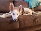 Adopt Pickles a Tan/Yellow/Fawn - with Black Husky / Australian Shepherd / Mixed