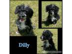 Adopt DIlly a Tricolor (Tan/Brown & Black & White) Australian Shepherd / Poodle
