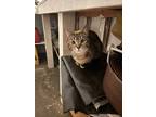 Adopt no name a Brown Tabby Tabby (short coat) cat in Indianapolis