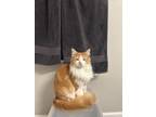 Adopt milo a Orange or Red Tabby Domestic Longhair / Mixed (long coat) cat in