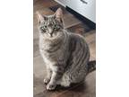 Adopt Charlie a Gray or Blue (Mostly) Tabby / Mixed (short coat) cat in Maple
