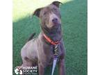 Adopt P PARKER a Brown/Chocolate Labrador Retriever / Mixed dog in Tucson
