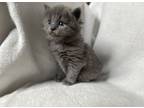 Adopt Russian Blues Kittens a Gray or Blue (Mostly) Russian Blue / Mixed (medium