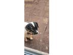 Adopt Buddy a Black - with White Cocker Spaniel / Mixed dog in Yukon