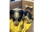 Adopt Eli a Black Mixed Breed (Small) / Mixed dog in Santa Paula, CA (41338504)