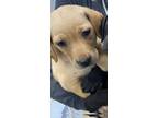 Adopt Taffy a Tan/Yellow/Fawn Labrador Retriever / Mixed dog in New Orleans