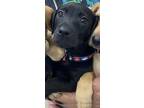 Adopt Spanky a Black Labrador Retriever / Mixed dog in New Orleans