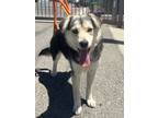 Adopt PEPPER a Black Husky / Mixed dog in Huntington Beach, CA (41339809)