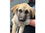 Adopt Rooter a Tan/Yellow/Fawn Great Pyrenees / American Hairless Terrier /