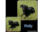 Adopt Philly a Black - with White Australian Shepherd / Poodle (Miniature) /