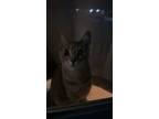 Adopt Lana a Gray, Blue or Silver Tabby Tabby / Mixed (short coat) cat in